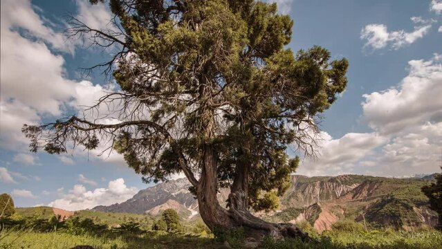 Mountain landscape timelapse. Green mountain valley, archa in the foreground, sunny day clouds. Video with no people for background. Cinematic ecological amazing nature. Concept of peaceful life