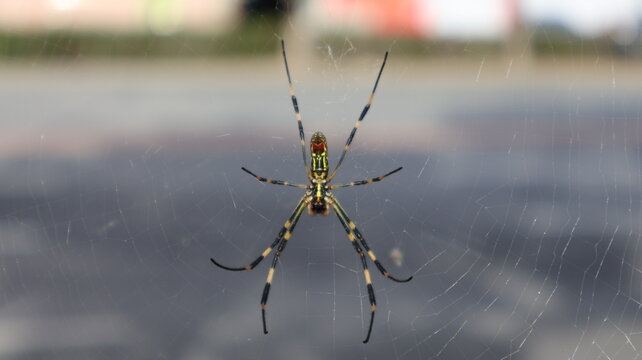 Joro Spider Trichonephila Clavipes Weaving a Spider Web also known as Nephila Clavipes