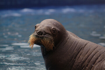 WALRUS 