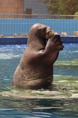 WALRUS 