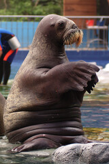 WALRUS 