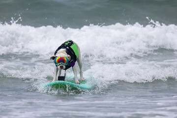 Dog surfing in ocean