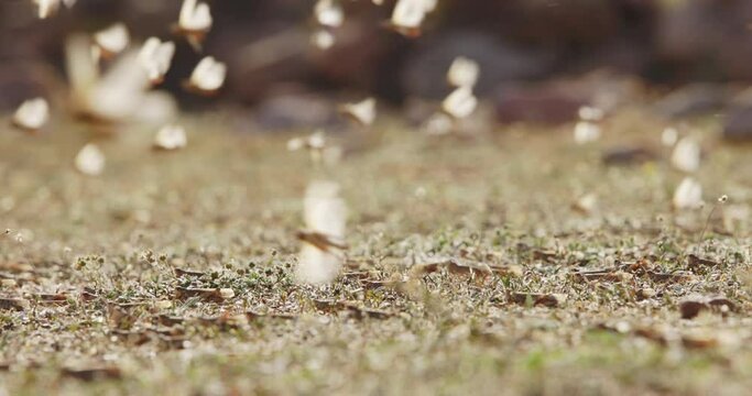 Swarm of locusts, invasion of the locust slow motion. Plain in highlands. Arashan. Close up cloud of locusts rises into air alarmed by someone. No vegetation. Lots of insect pests. Aversion to insects