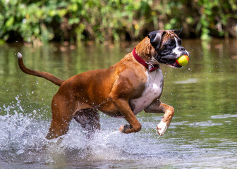 Boxer Dog playing in the river carrying his ball