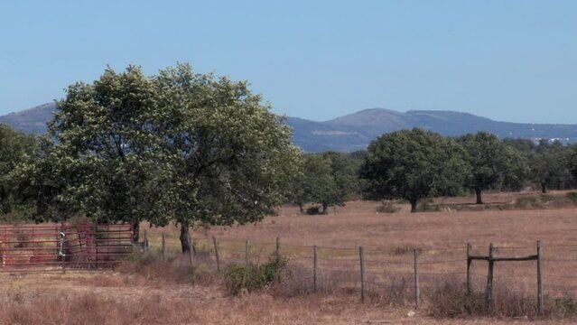 Alentejo landscape in the pastoral area, with dry and brown grass, cork oak trees and mountains in the background