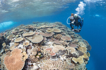 snorkeling scuba diving in the great barrier reef on a sunny day with clear water ocean