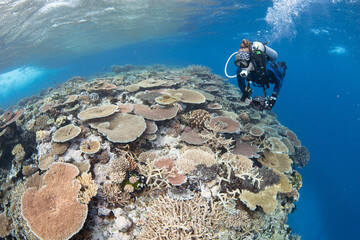 snorkeling scuba diving in the great barrier reef on a sunny day with clear water ocean