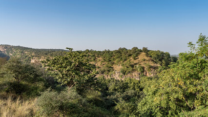 A mountain with green vegetation against a clear blue sky. In the foreground - jungle thickets- trees, bushes, yellowed grass. India. Ranthambore National Park.