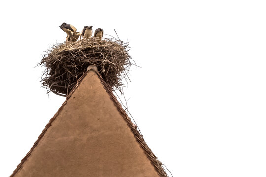 nid De cigognes sur le toit d’une maison Alsacienne à Eguisheim 