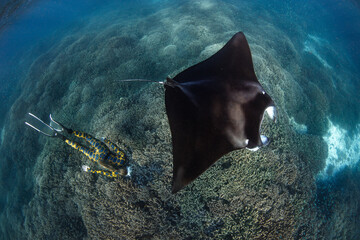 Snorkeling with beautiful manta ray in the great barrier reef © gabriel