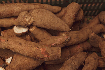 Cassava raw tuber (Manihot esculenta)