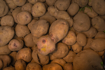 Solanum tuberosum - Organic potato in the Colombian traditional market