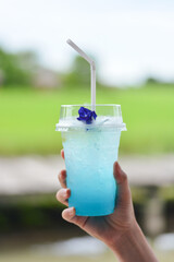 close up woman's hand holding a glass of iced blue lagoon soda cocktail decorated with butterfly pea flower on the top with green rice fields background