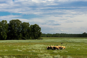 A field with rams and crows sitting on them