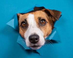 Funny dog jack russell terrier leans out of a hole in a paper blue background. 