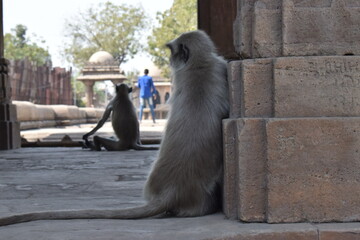 A group of Baboons sitting in a humanlike pose 