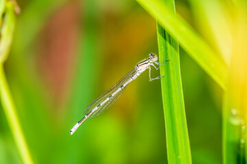 Small dragonfly Enallagma cyathigerum, the common blue damselfly, female. on a blade of grass