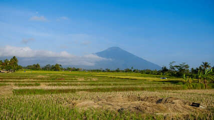 a daytime scene in the middle of a rice field with a very clear sky and very green plants 
