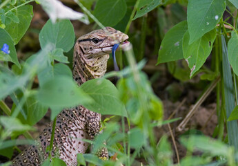 Varanus in jungle
