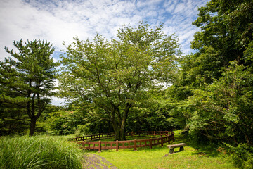 대한민국 제주도에 있는 아주 오래된 보호수 인 왕벚나무의 여름 풍경이다.