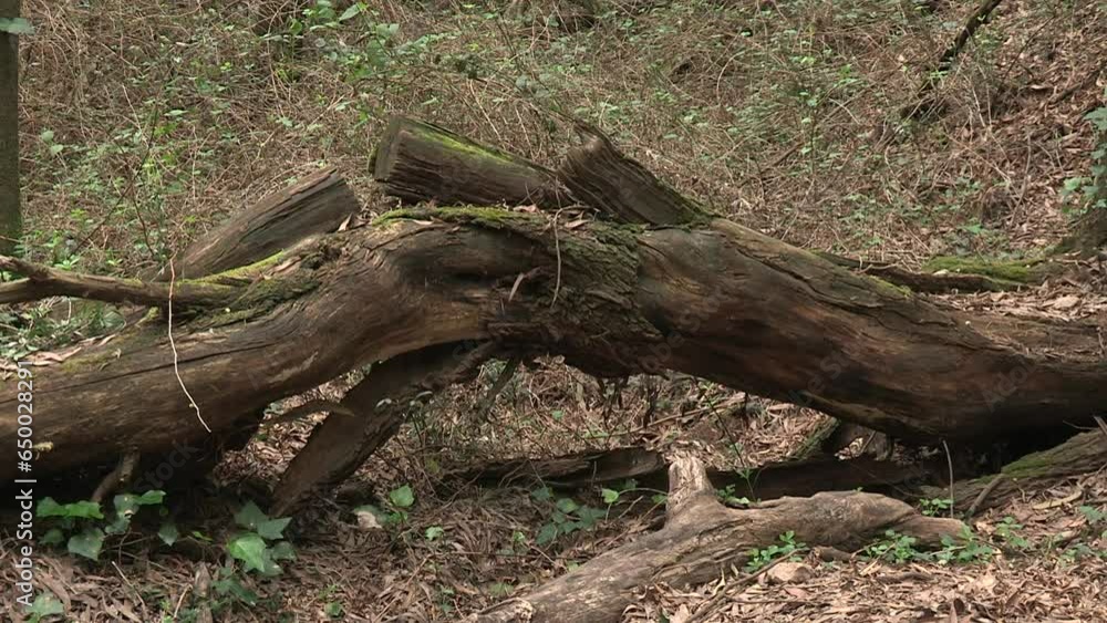 Poster a fallen tree with a small curve and in the process of decomposition by nature