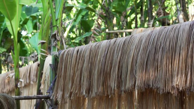 Long abaca fibers hanging and drying on bamboo sticks in quaint, tropical jungle farm in Catanduanes, Philippines. Static medium shot.