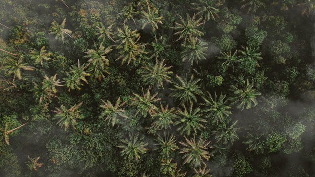 Coconut Trees on the island in the Angle of Aerial, Shot in Koh Pha-Ngan island Thailand
