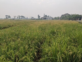 a photo of sprawling rice fields in a village in Indonesia