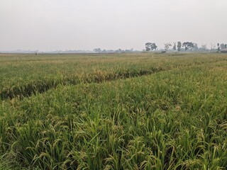 a photo of sprawling rice fields in a village in Indonesia