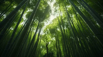 Fototapeten Sunlight streaming through a dense bamboo forest © KWY