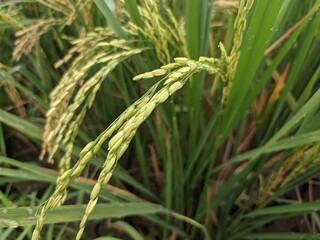 a photo of rice plants in a rice field photographed from close range