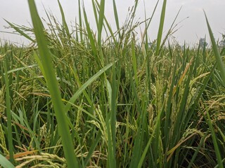 a photo of rice plants in a rice field photographed from close range