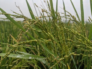 a photo of rice plants in a rice field photographed from close range