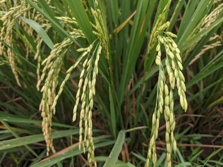 a photo of rice plants in a rice field photographed from close range
