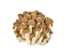 Brown beech mushrooms, Shimeji mushroom, Edible mushroom transparent png - obrazy, fototapety, plakaty