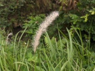 a photo of flowers growing from the grass on the side of the road