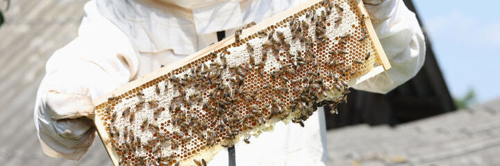 Bee keeper in uniform checks his honeybee frame close up.