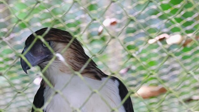 Moving its head from left to right, Philippine Eagle Pithecophaga jefferyi then looked straight up front to passersby in front of its cage inside the Philippine Eagle center in Davao City.