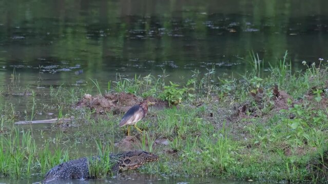 A Chinese Pond Heron Ardeola bacchus narrowly escapes the monitor lizard that was wading in the shallow waters of the lake. The heron hopped to dry land, near some flying butterflies.