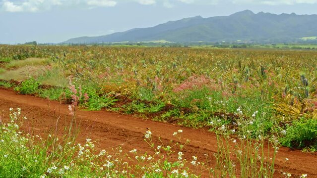 Pineapple fields in Hawaii. Wide