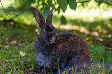 Black rabbit on green grass eat grass. Rabbit with big ears walking in the garden on the lawn. There is a free space for texter in the photo.