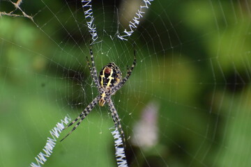 Spider on its web 