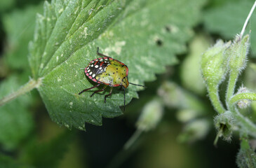 A rare Southern Green Shield Bug nymph, nezara viridula, resting on a stinging nettle leaf.