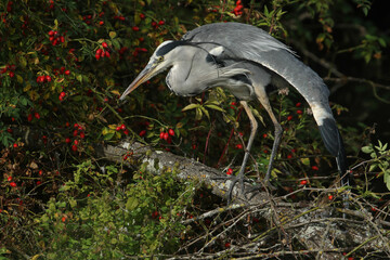 A Grey Heron. Ardea cinerea, perched on a branch over hanging  a lake. It is stretching out its wing.