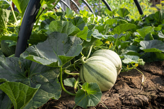 Closeup shot of a young green melon on a farm garden. Melon in the garden. Growing melon. Close up photo. Melon or cantaloupe is sweet fruit dessert