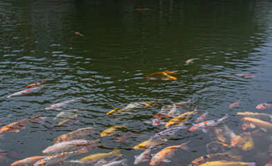 Many koi fish in the pond