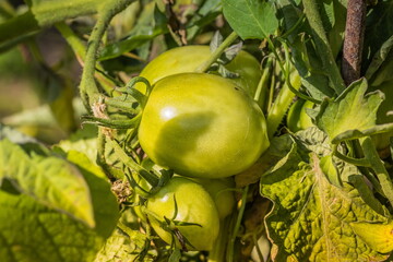 Green tomatoes ripening on a green bush in the garden. Beautiful