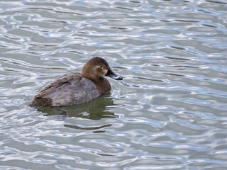 泳ぐホシハジロの雌