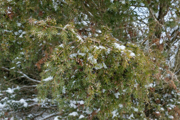 Wacholder im Winter bei Schnee (Heide-Wacholder / Gemeiner Wacholder (Lat.: Juniperus communis)