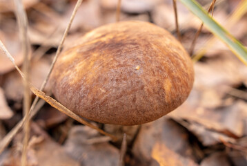 Mushroom boletus on the ground in the forest in autumn